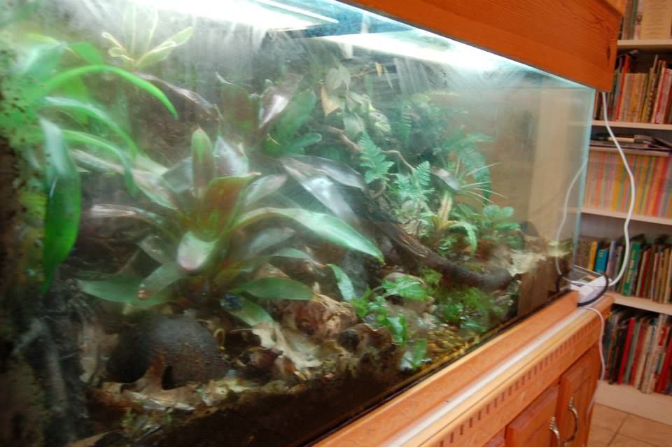 Fishfreak's 75 Gallon Mixed Species Terrarium Dendroboard